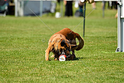 Hanni vom blauen Mistral