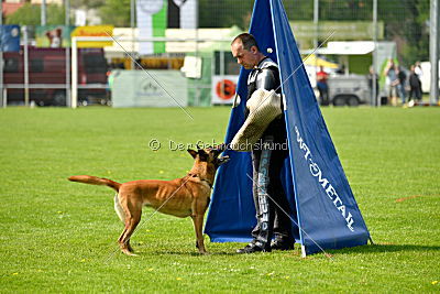 Hanni vom blauen Mistral