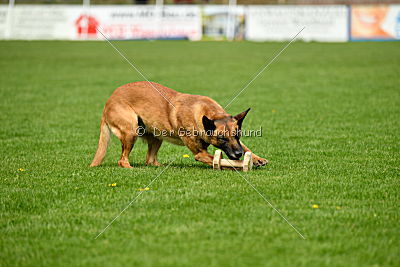 Hanni vom blauen Mistral