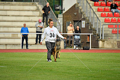 Hannibal des chiens de travail