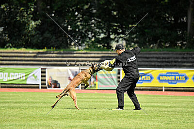Hannibal des chiens de travail