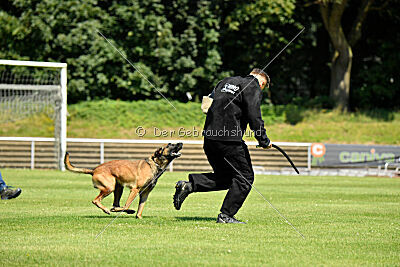 Hannibal des chiens de travail