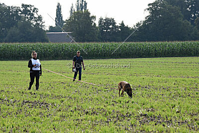 Hannibal des chiens de travail