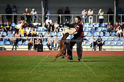 Hannibal von Inis Vitrin