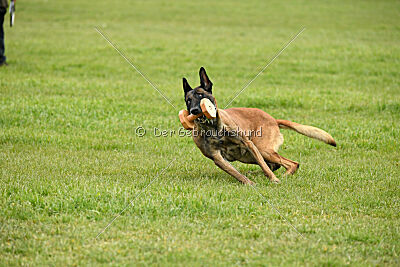 Hector vom Roten Sturm