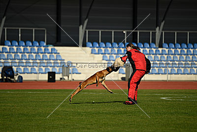 Helge vom Wümminger Hof