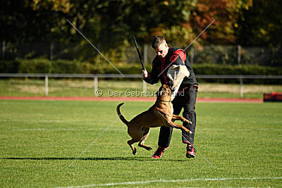 Helge vom Wümminger Hof