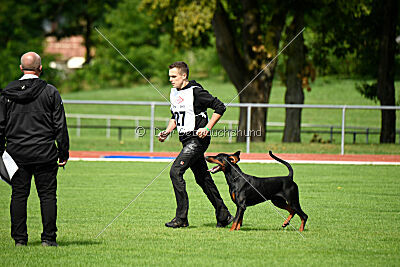 Hermanus of the Two Roses