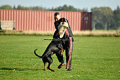 Hermanus of the two Roses