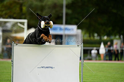 Hobbit vom Tanneneck