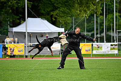 Hobbit vom Tanneneck