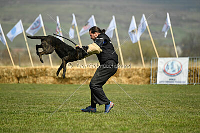 Holland Vayen van Le Dobry