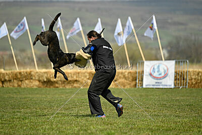 Holland Vayen van Le Dobry