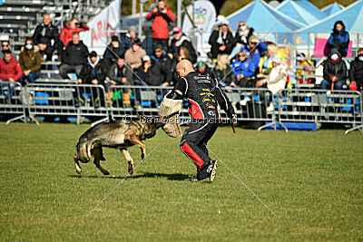 Hunter zu den grauen Birken