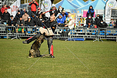 Hunter zu den grauen Birken