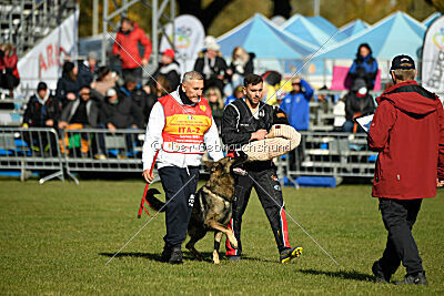 Hunter zu den grauen Birken