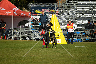 Hunter zu den grauen Birken