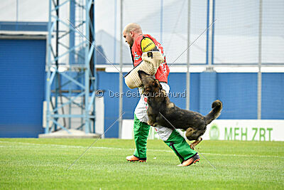 Iannys z Lomeckeho polesi