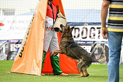 Iannys z Lomeckeho polesi