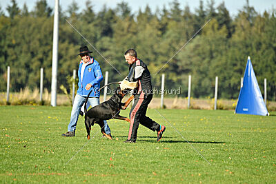 Ice-T vom Markischen Leo