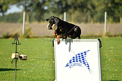 Ice-T vom Markischen Leo