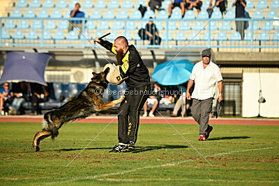 Iceman von der Reichen Wiese