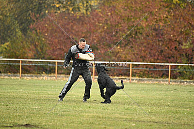 Ichigo vom Schwarzen Humor