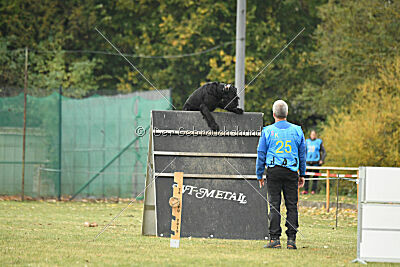 Ichigo vom Schwarzen Humor