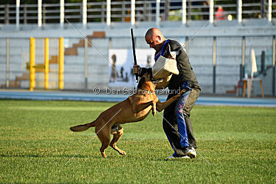 Independent Spirit's Iloy