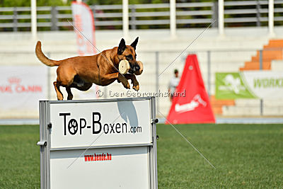 Independent Spirit's Iloy