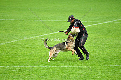 Indio dell'Altopiano