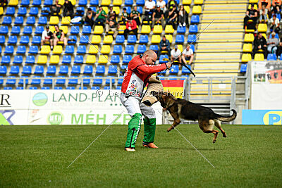 Indio dell'Altopiano