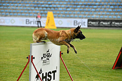 Indy vom Causa Nostre Letitia