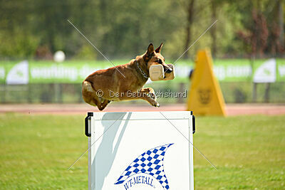 Iris Veranis K-9 Dog Center
