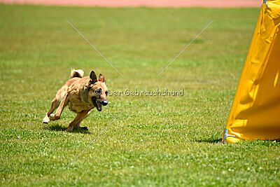Iris Veranis K-9 Dog Center