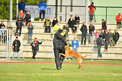 Irokk vom Streitwald