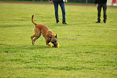 Irokk vom Streitwald