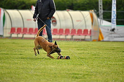 Irokk vom Streitwald