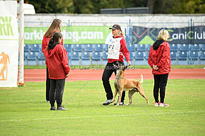 Irokk vom Streitwald