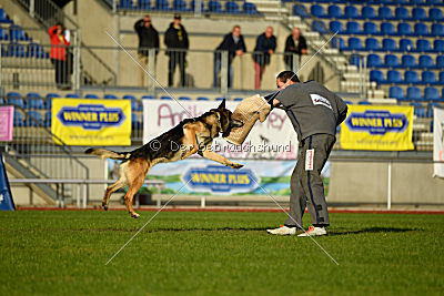 Jackson vom Haus Salztalblick