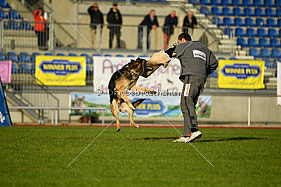 Jackson vom Haus Salztalblick