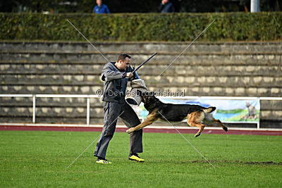 Jackson vom Haus Salztalblick