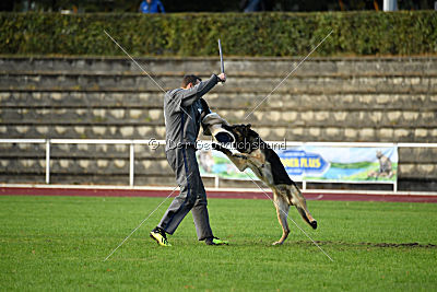 Jackson vom Haus Salztalblick