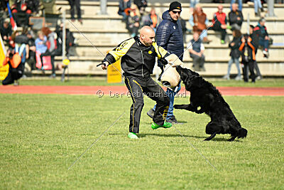 Jarak Perro de la Casa Negra