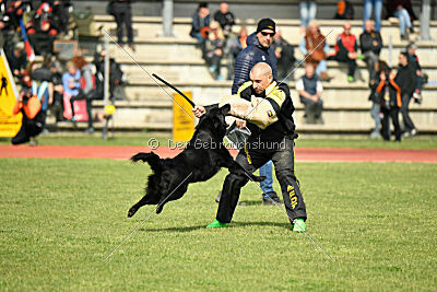 Jarak Perro de la Casa Negra