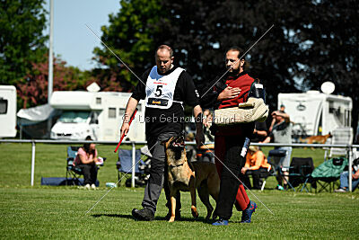 Jasper vom Streitwald