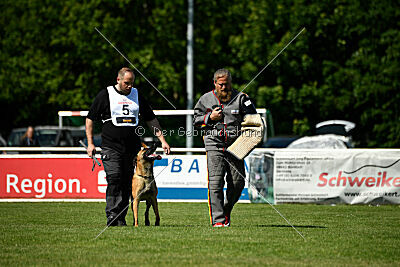 Jasper vom Streitwald