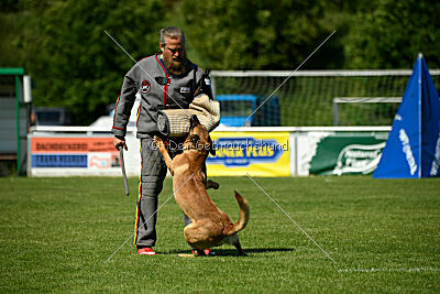 Jasper vom Streitwald