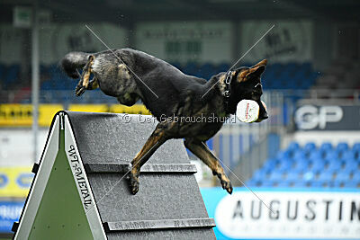 Joker von der Beizjagd