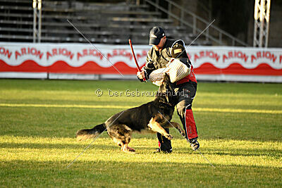 Jordan vom Kämpferherz